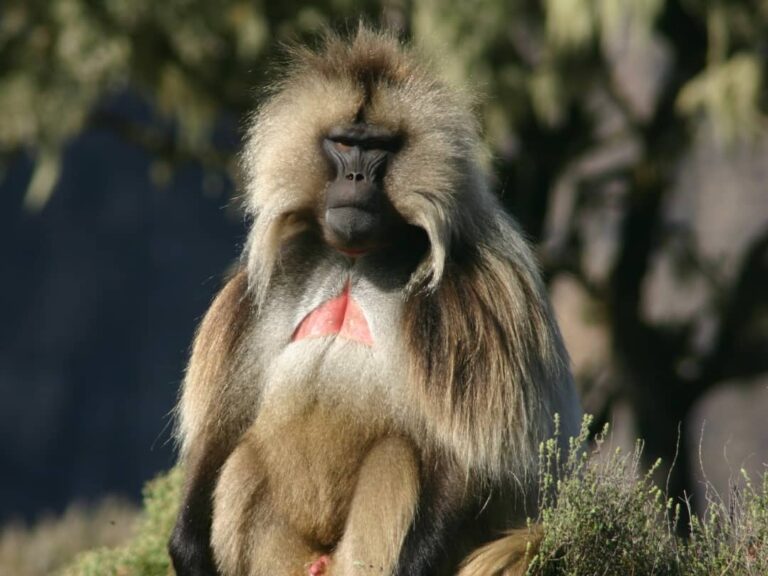 Siemien Mountain trekking