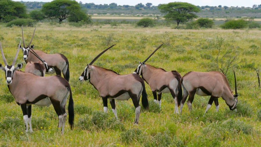 Awash National Park