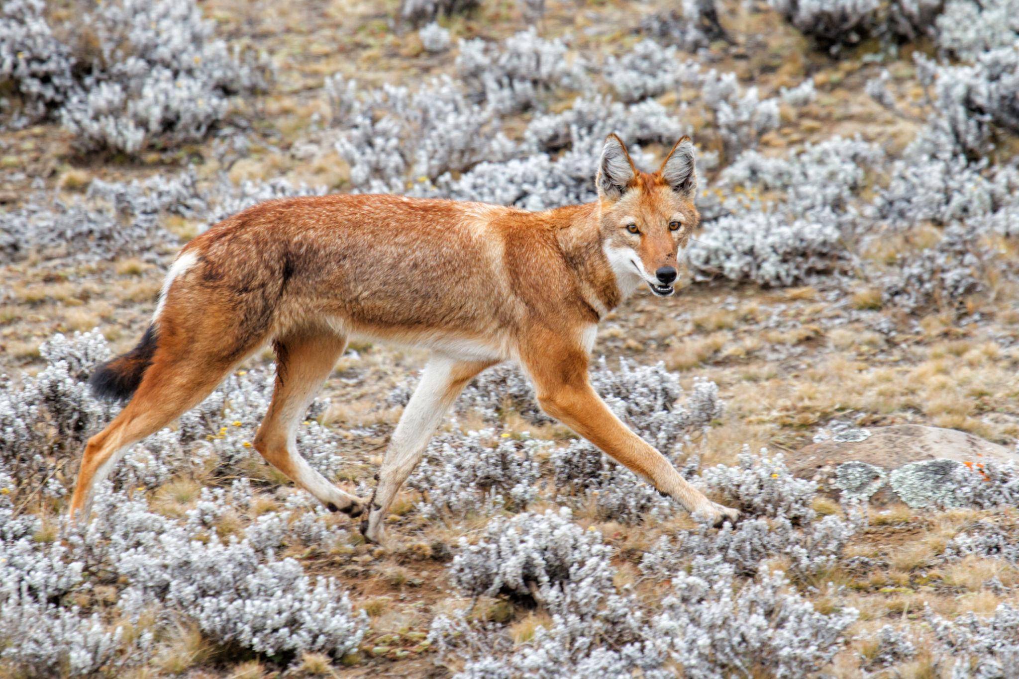 Bale Mountains