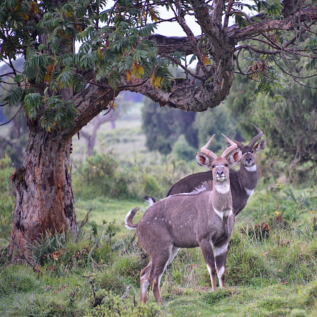 Bale Mountains